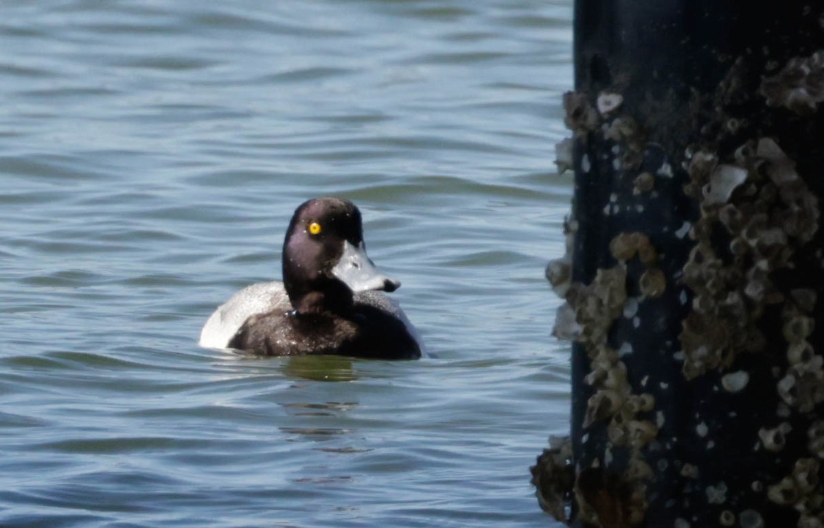 Greater Scaup - ML651476910
