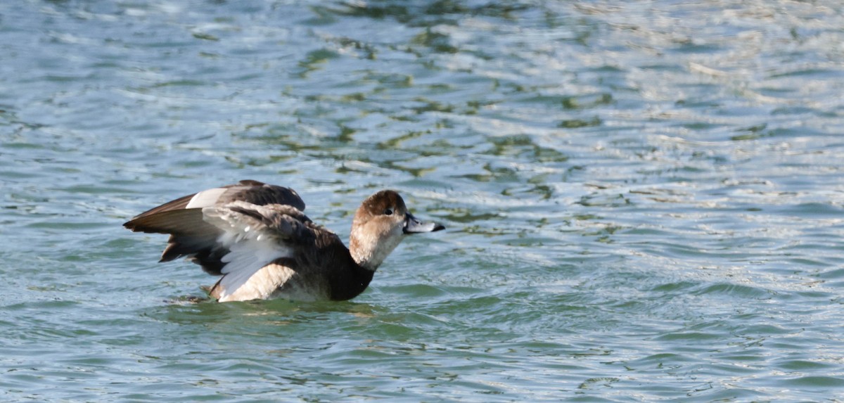 Redhead - ML651477082