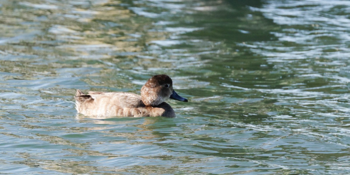 Redhead - ML651477096