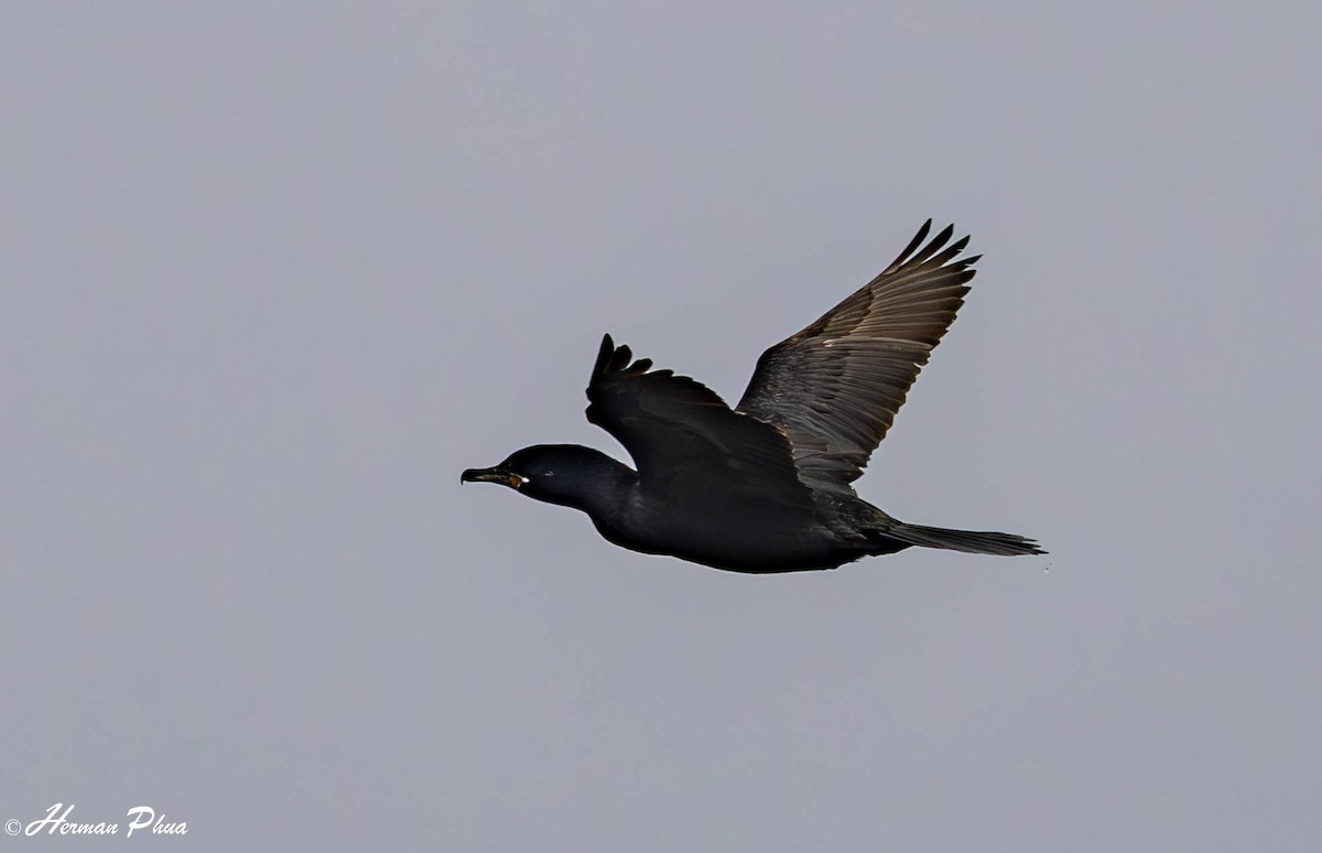 Neotropic Cormorant - ML651477114