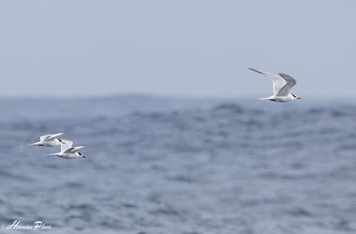 South American Tern - ML651477142