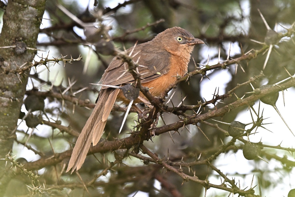 Rufous Chatterer - ML651477147