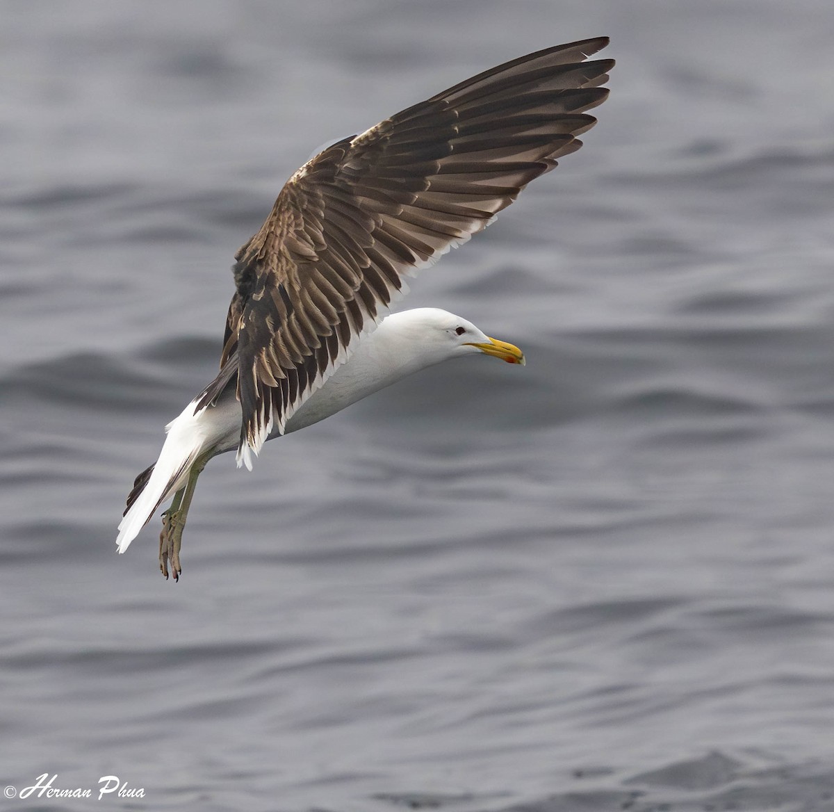 Kelp Gull - ML651477161