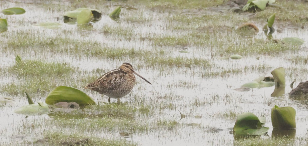 Wilson's Snipe - ML651477192