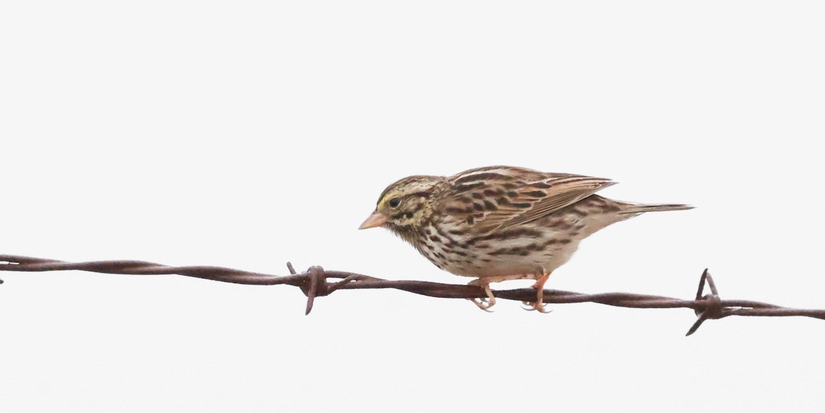 Savannah Sparrow - ML651477199