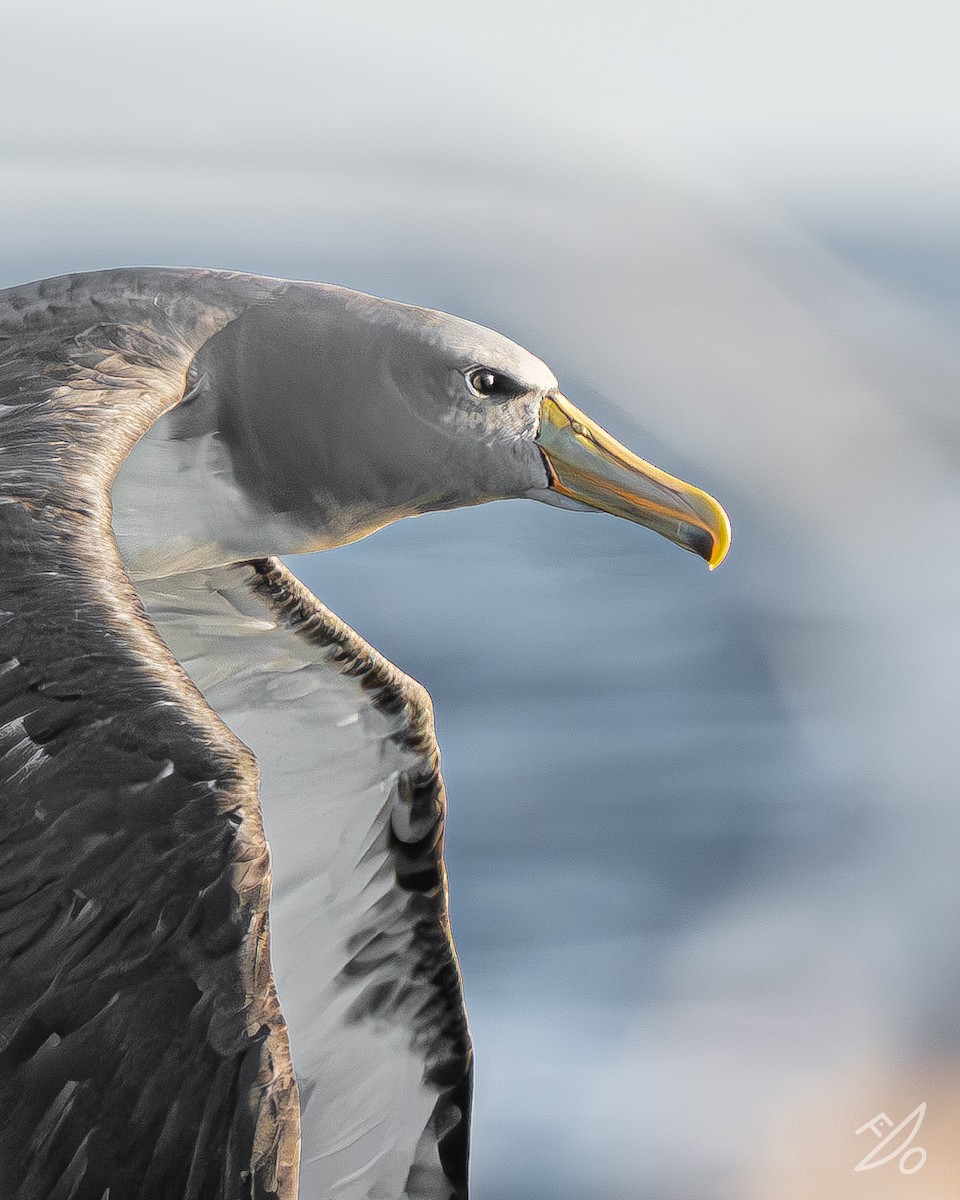 Chatham Albatross - ML651477993