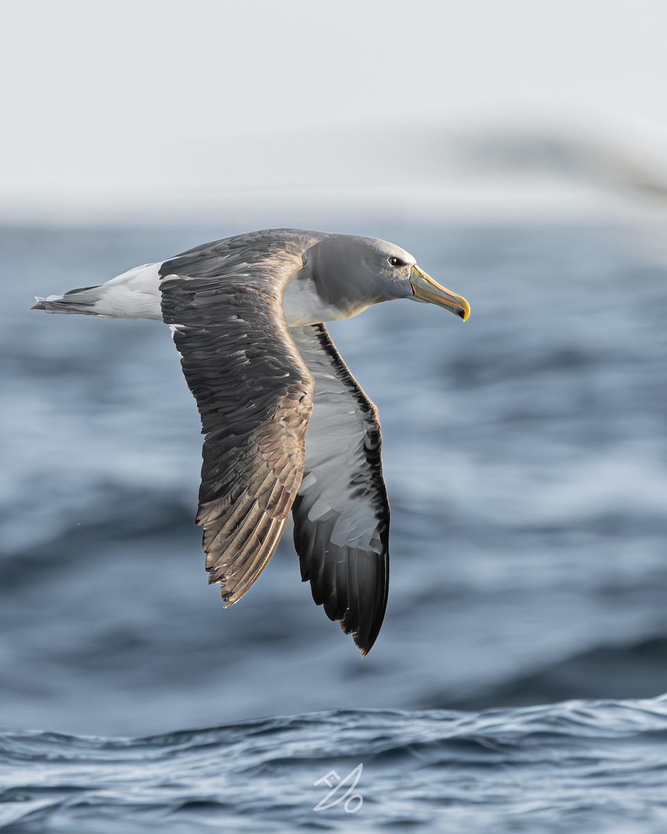 Chatham Albatross - ML651477994