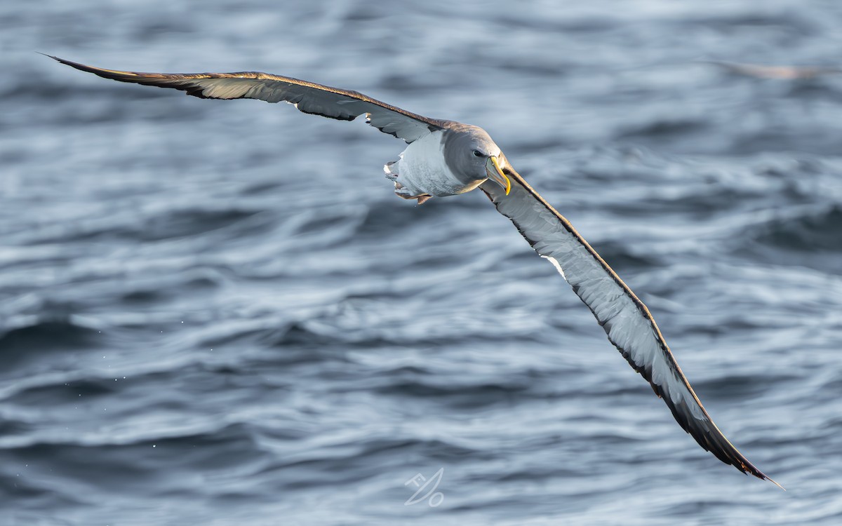 Chatham Albatross - ML651477995