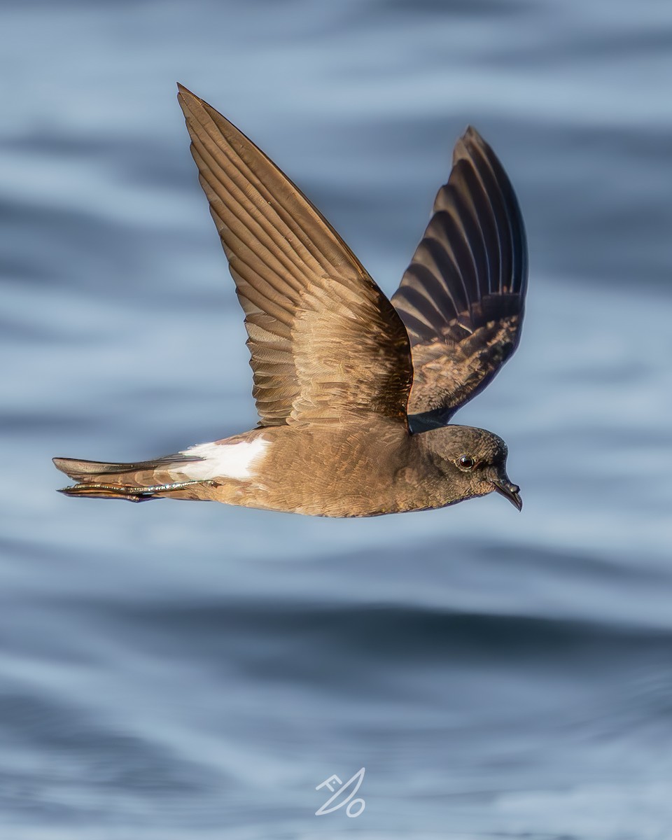 Wilson's Storm-Petrel - ML651478007