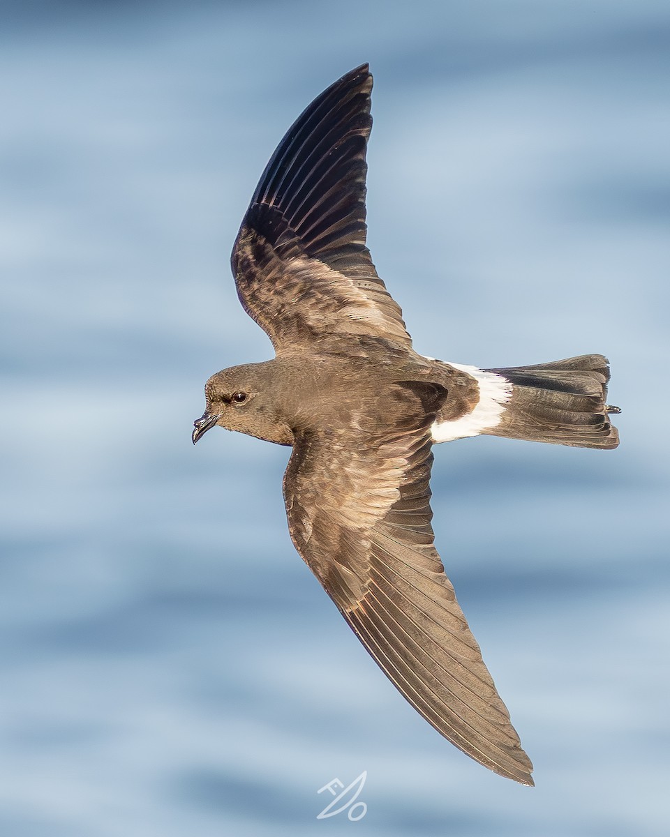 Wilson's Storm-Petrel - ML651478008