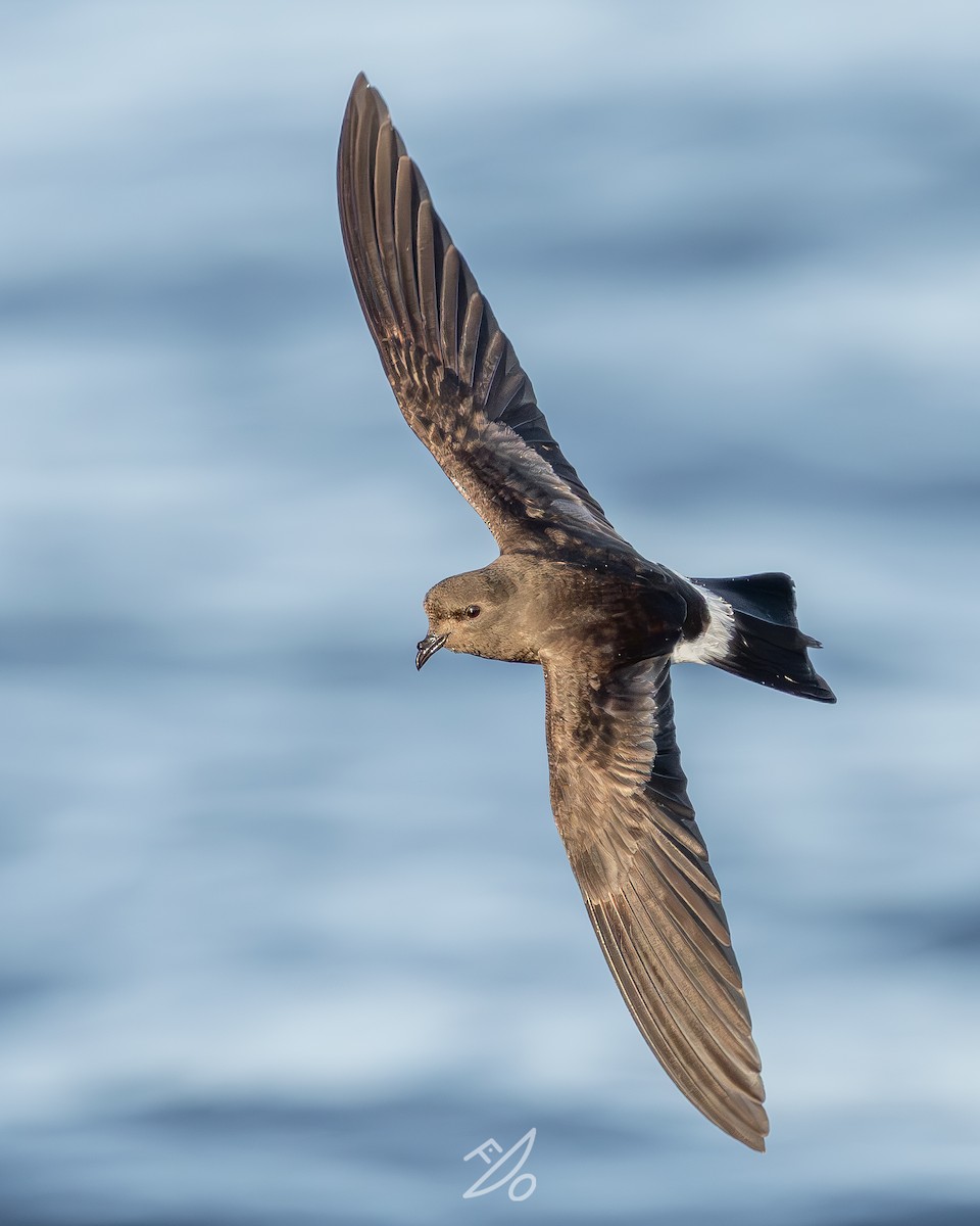 Wilson's Storm-Petrel - ML651478009
