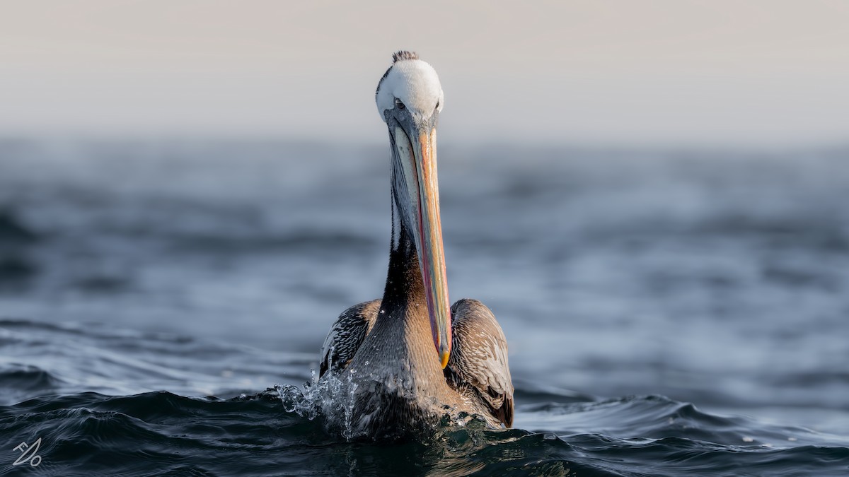 Peruvian Pelican - ML651478019