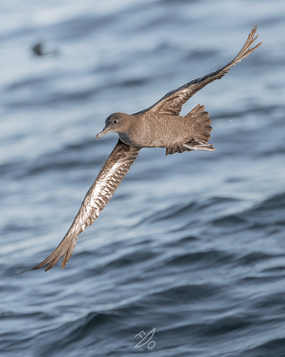 Sooty Shearwater - ML651478046