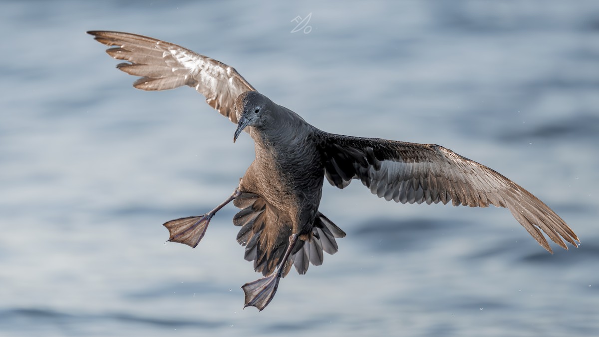 Sooty Shearwater - ML651478047