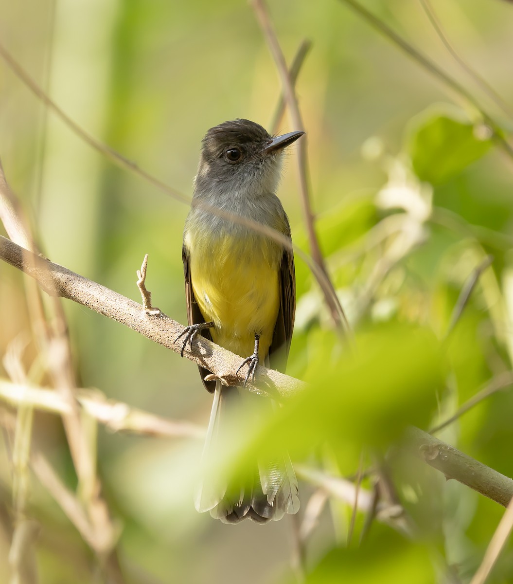 Dusky-capped Flycatcher - ML651478342