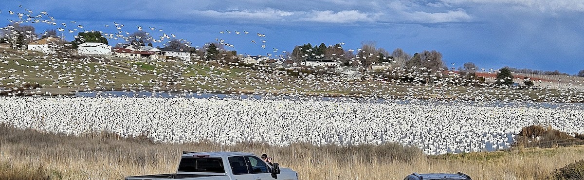 Гуска біла - ML651478544