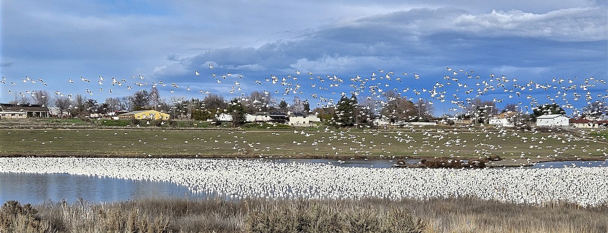 Гуска біла - ML651478545