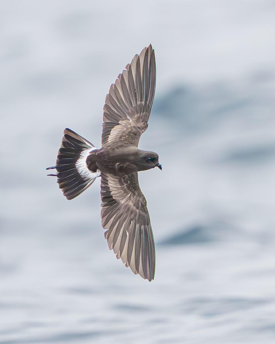 Wilson's Storm-Petrel - ML651479047