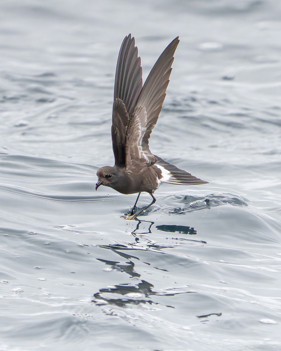 Wilson's Storm-Petrel - ML651479048