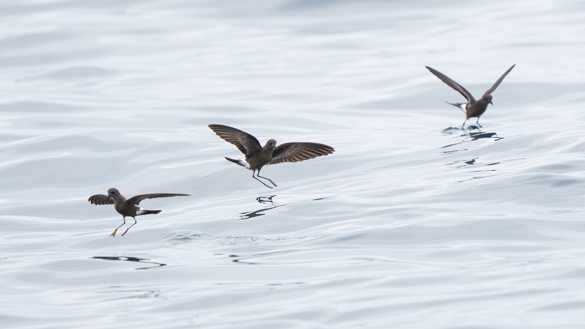 Wilson's Storm-Petrel - ML651479049