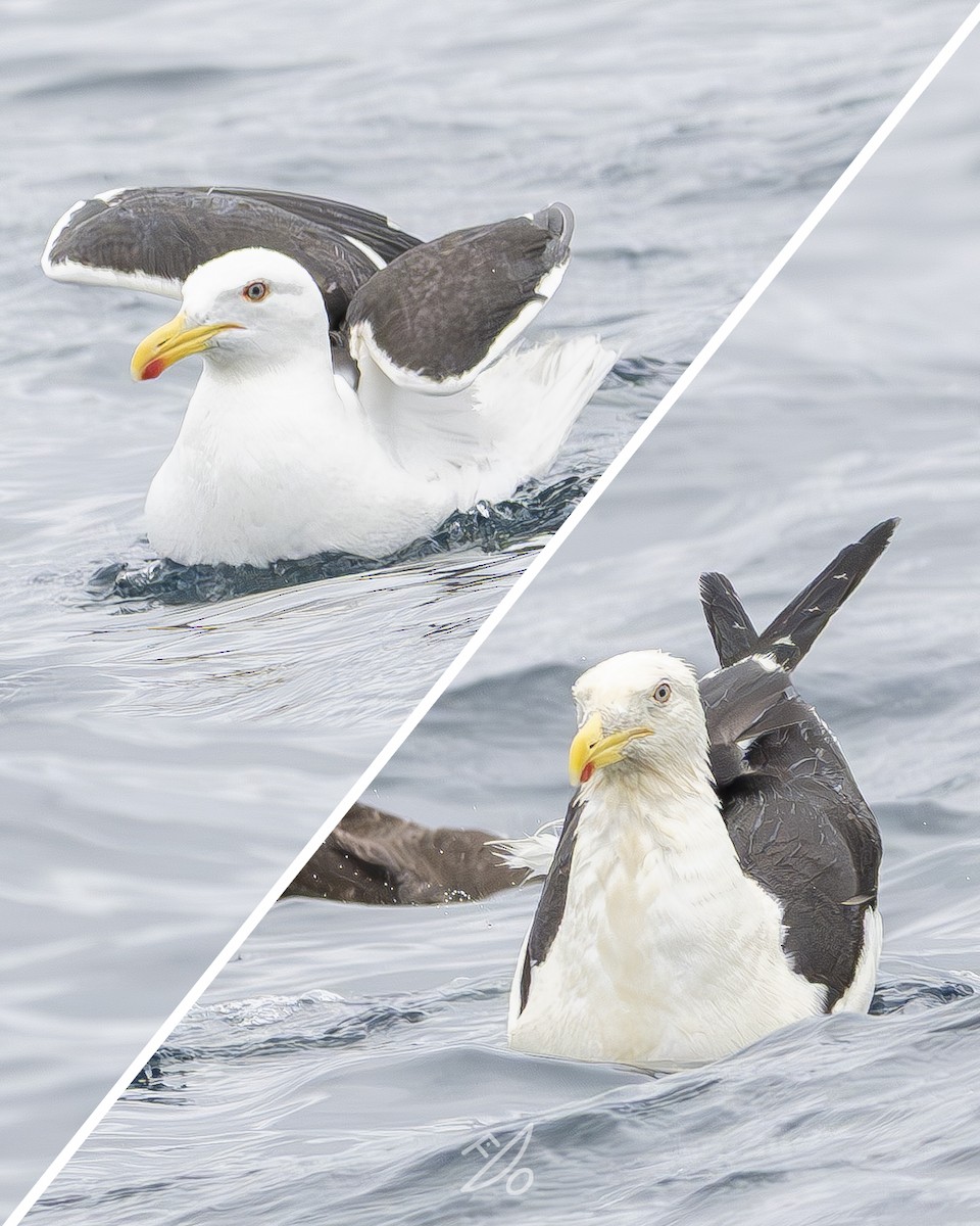 Kelp Gull - ML651479100