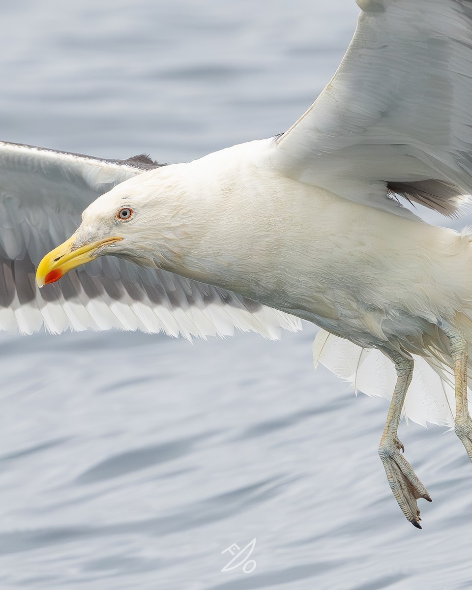 Kelp Gull - ML651479101