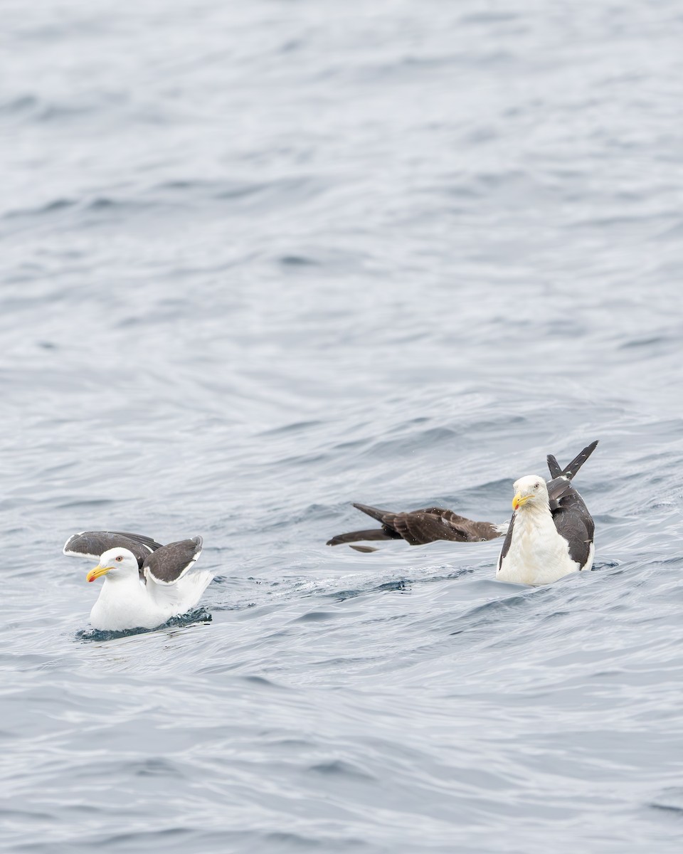 Kelp Gull - ML651479105