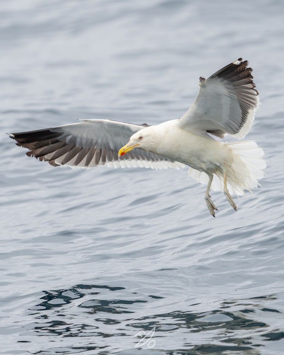 Kelp Gull - ML651479106