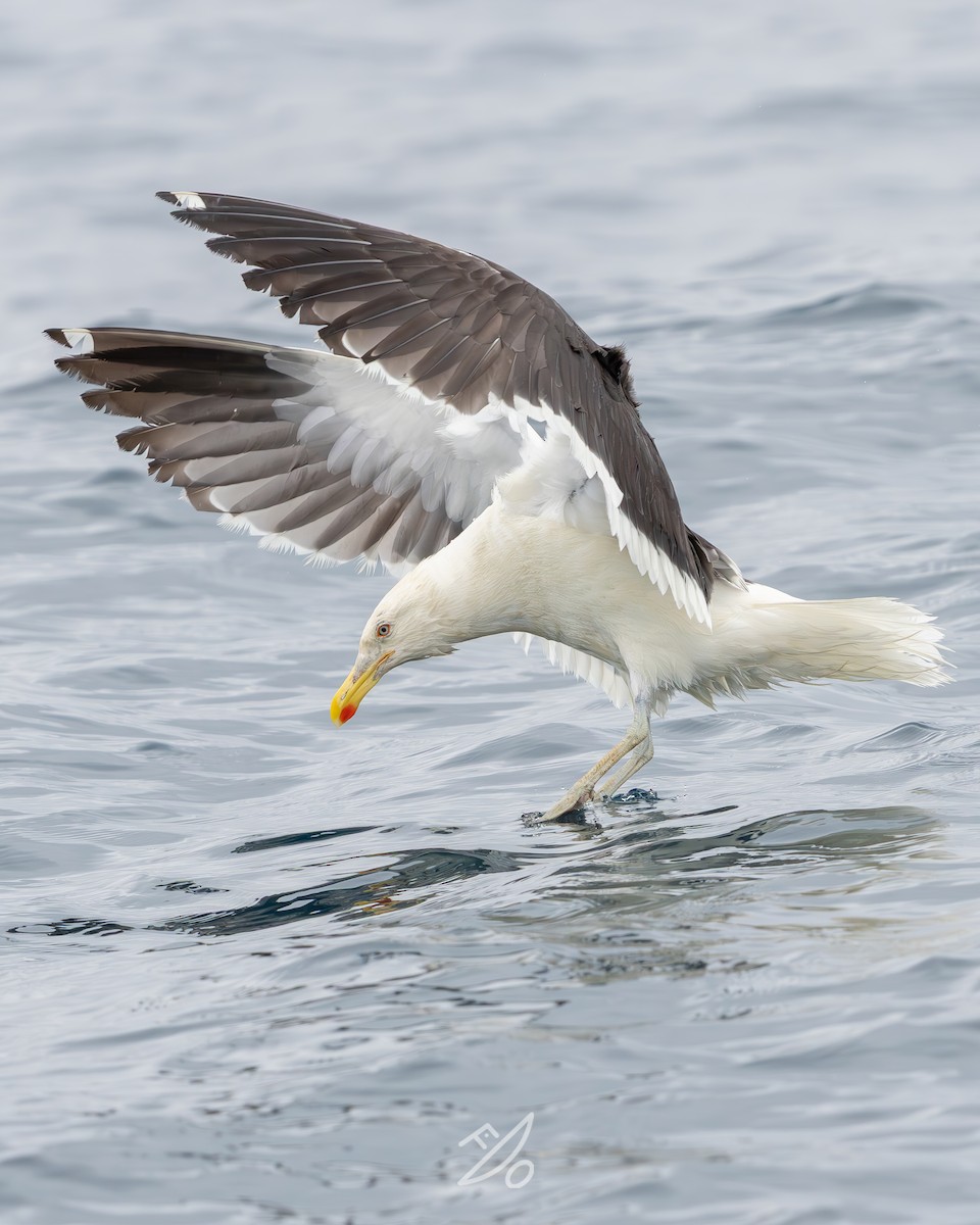 Kelp Gull - ML651479107