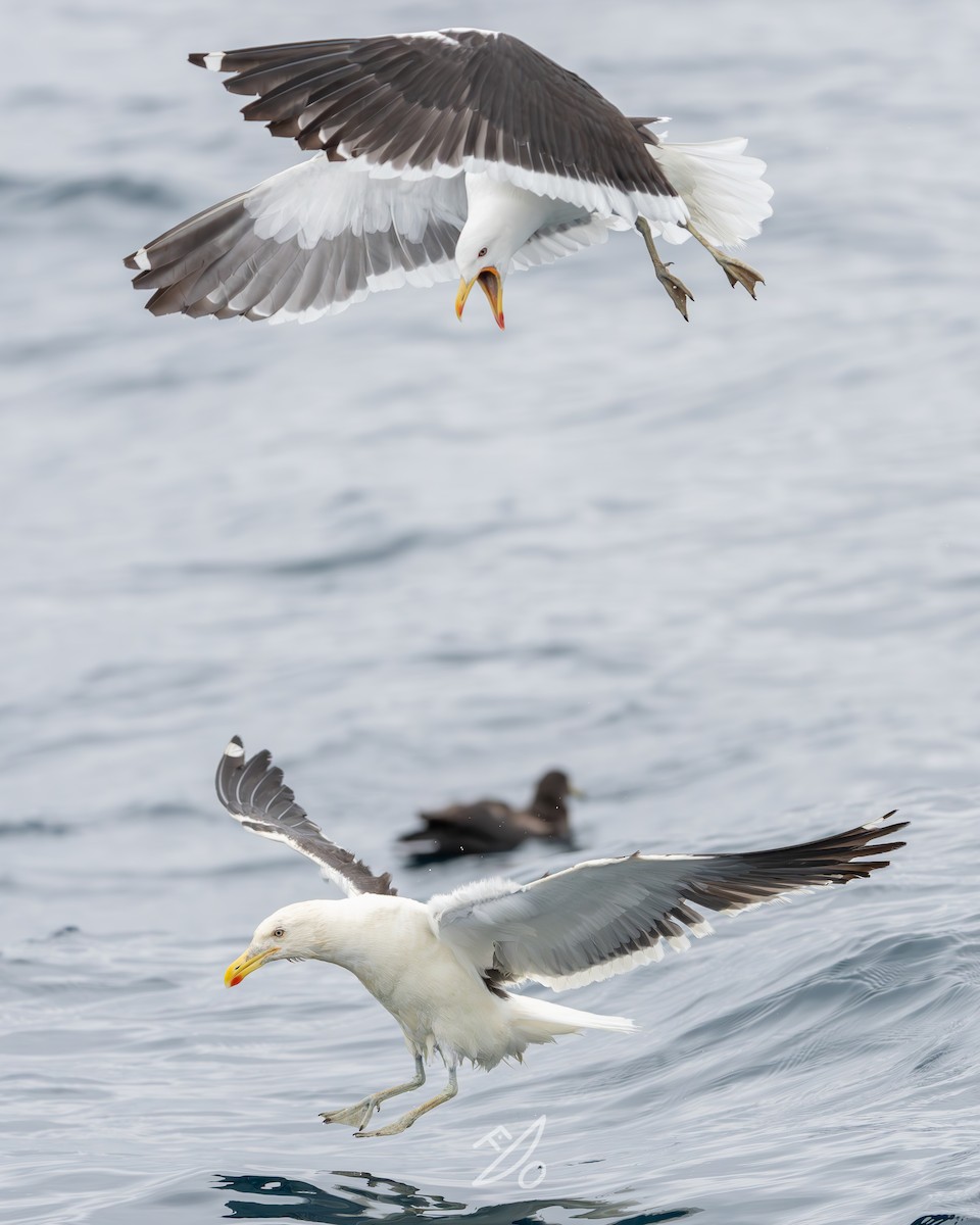 Kelp Gull - ML651479108
