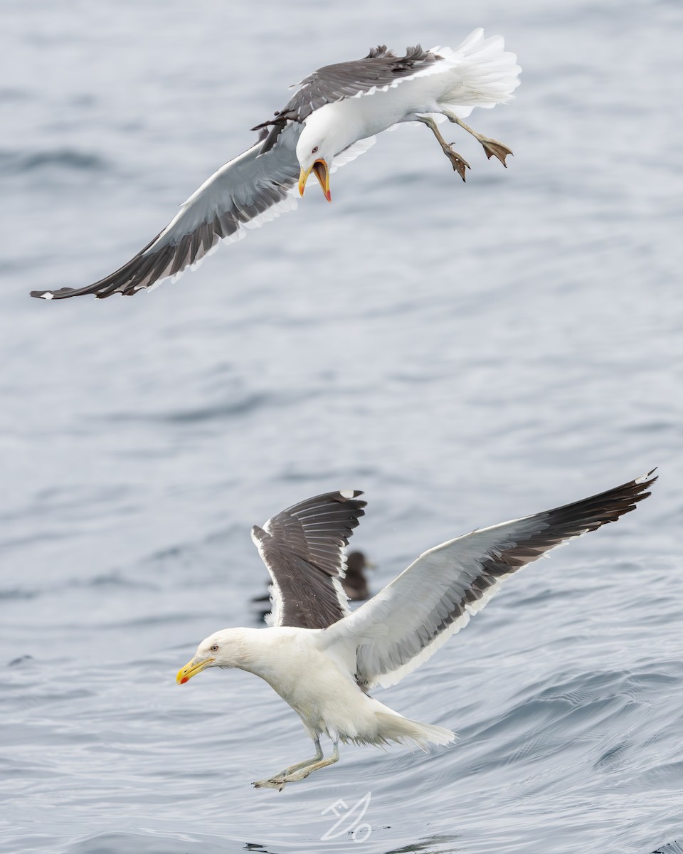 Kelp Gull - ML651479109