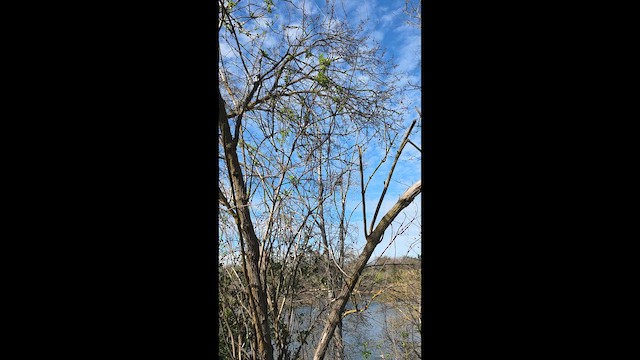 Ruby-crowned Kinglet - ML651479195