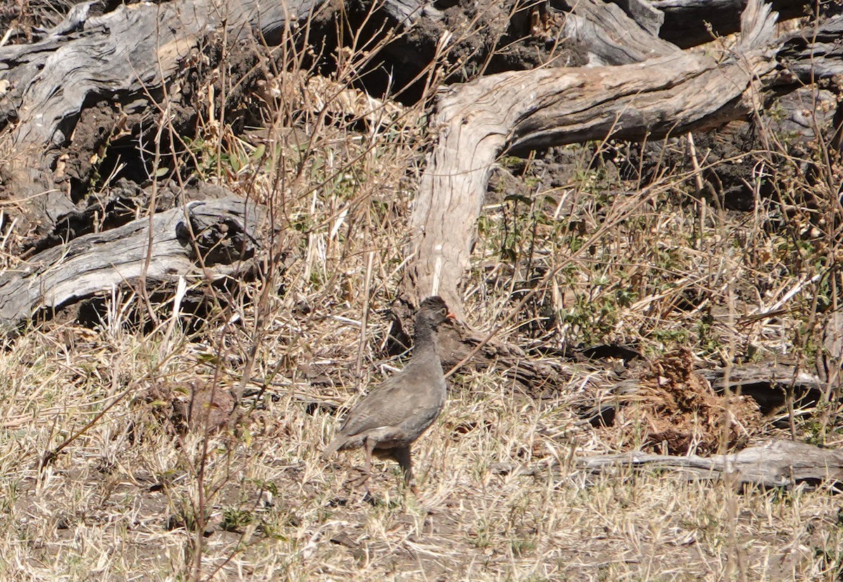 サザナミシャコ - ML651479858