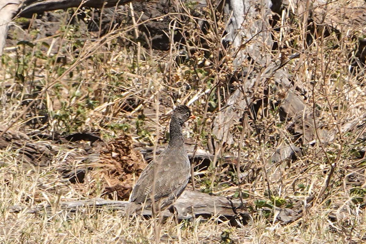 サザナミシャコ - ML651480011