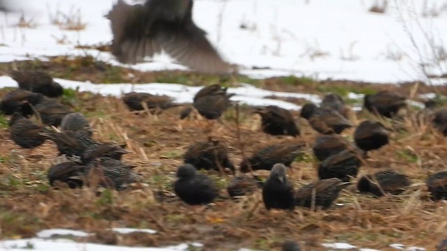 Storno - ML651480070