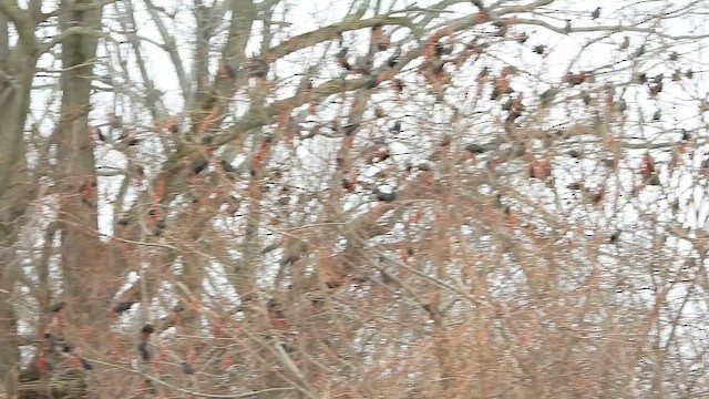 Storno - ML651480071