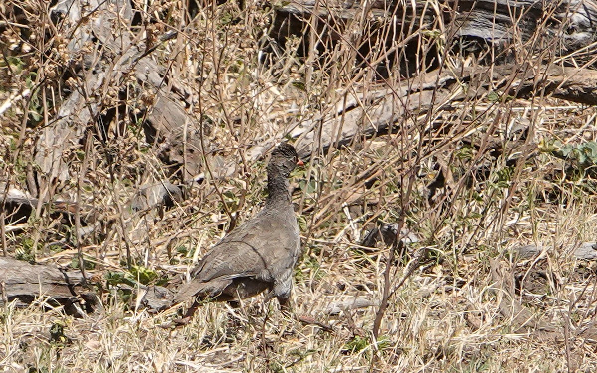 サザナミシャコ - ML651480247