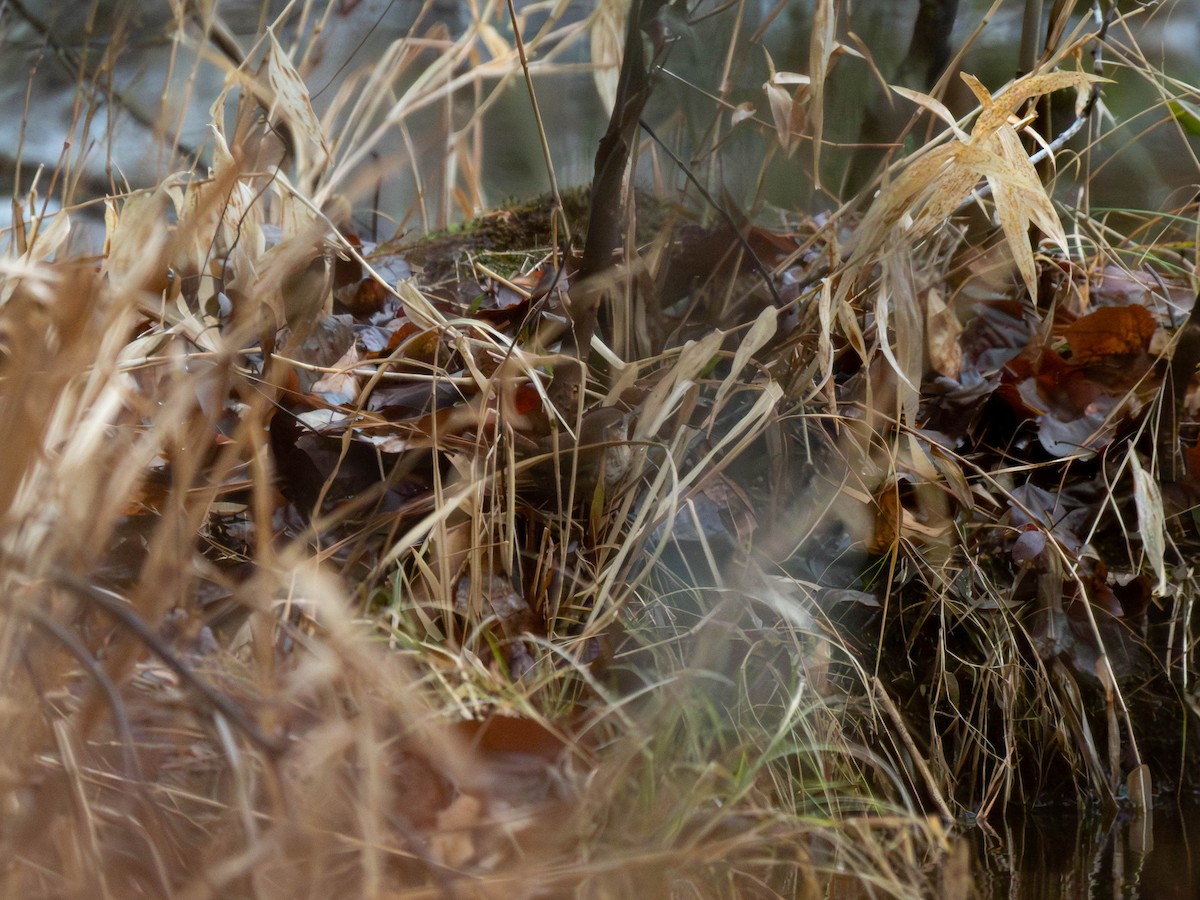 Winterzaunkönig - ML651480460