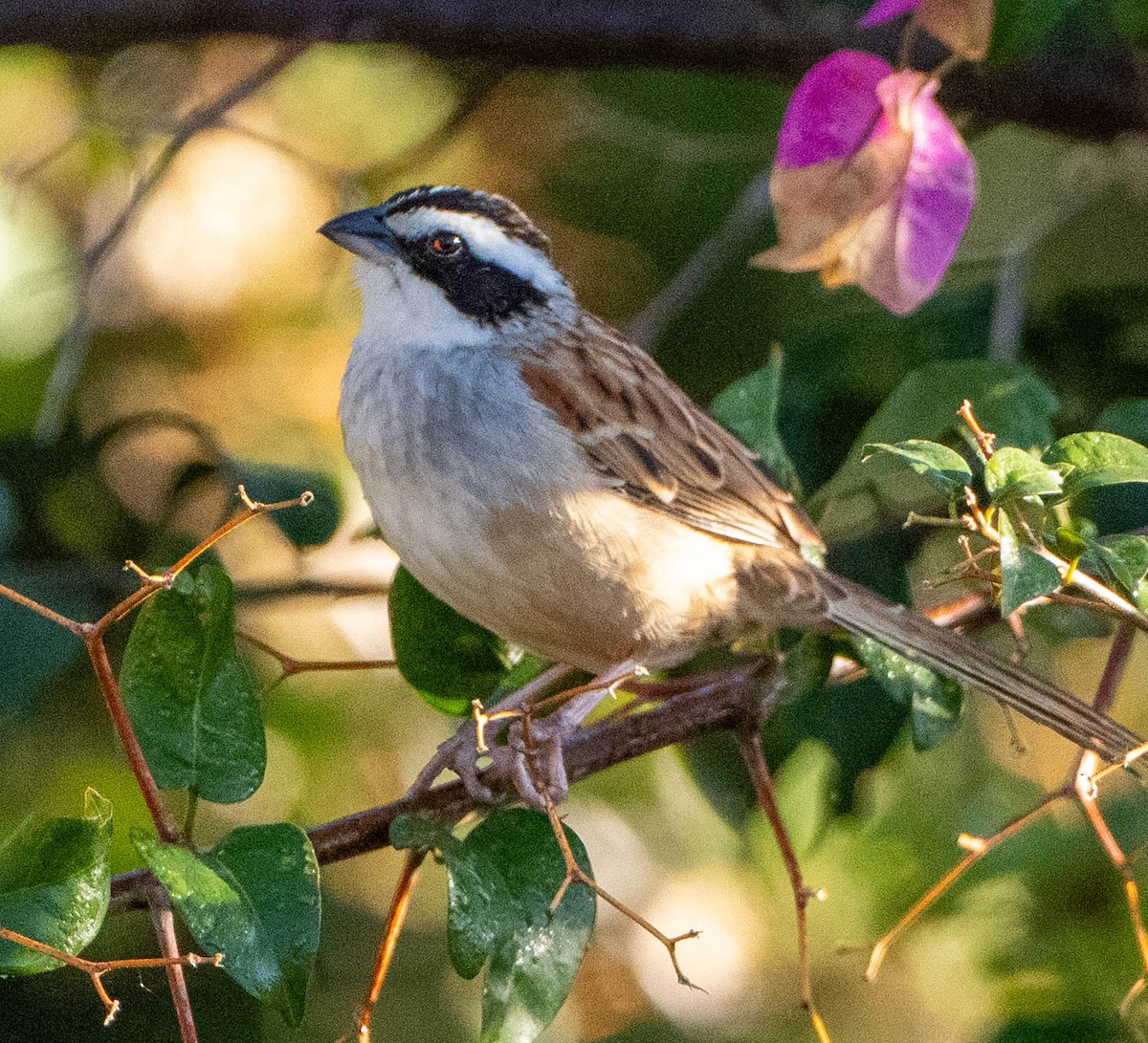 Stripe-headed Sparrow - ML651481138