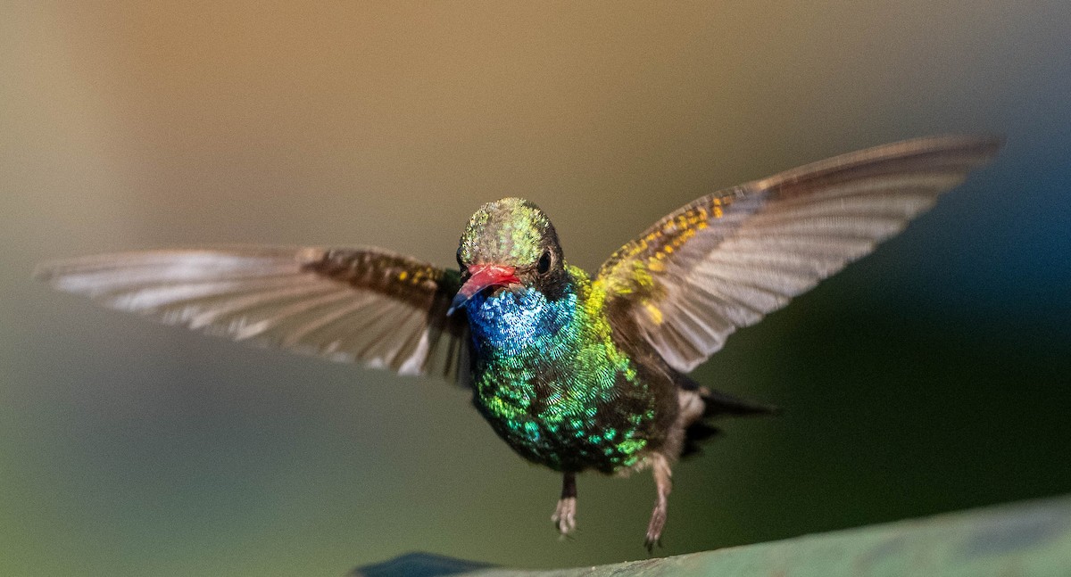 Broad-billed Hummingbird - ML651481463