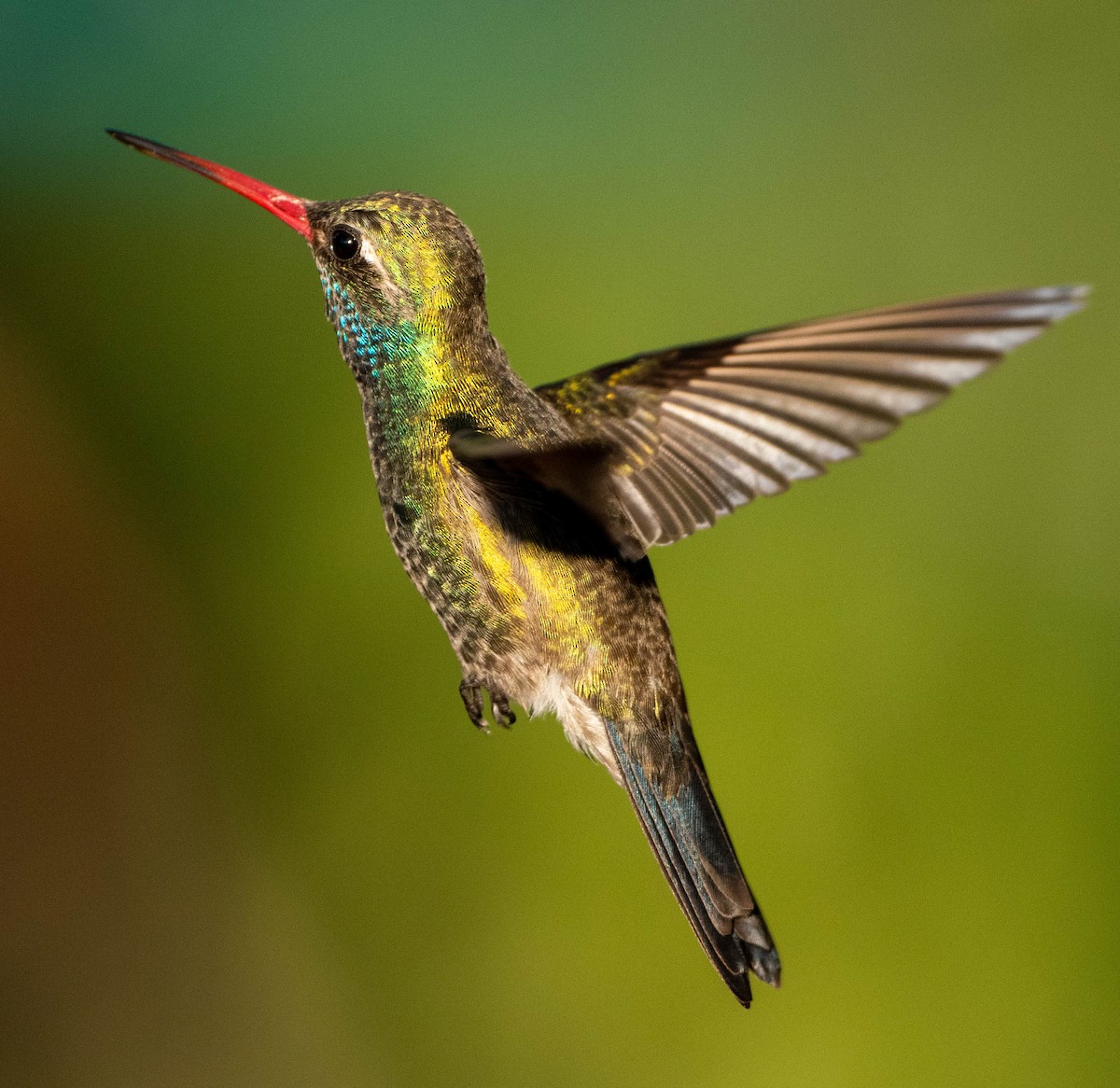 Broad-billed Hummingbird - ML651481464