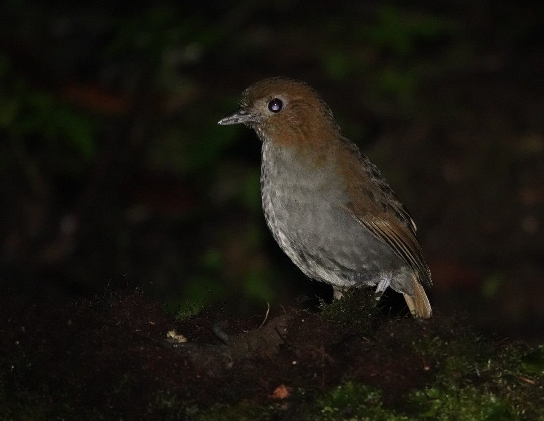 Urrao Antpitta - ML651481894