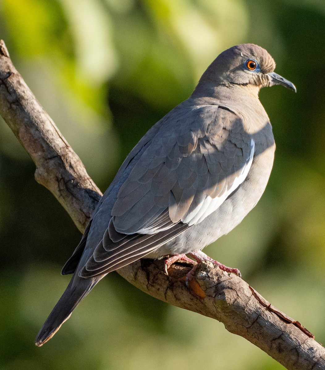 White-winged Dove - ML651481966