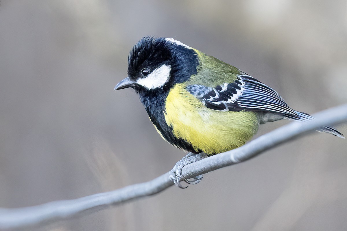 Green-backed Tit - ML651482012