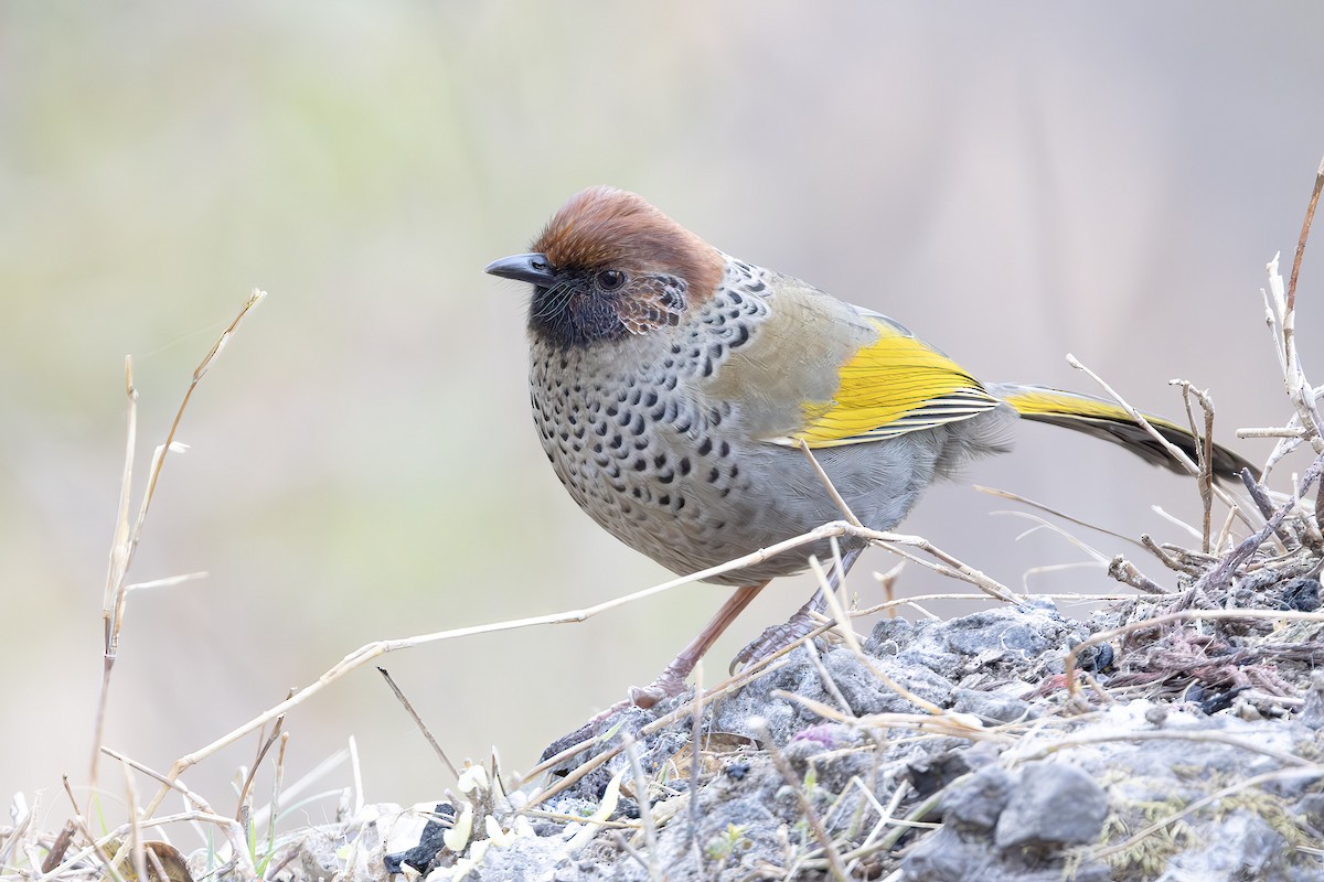 Chestnut-crowned Laughingthrush - ML651482040