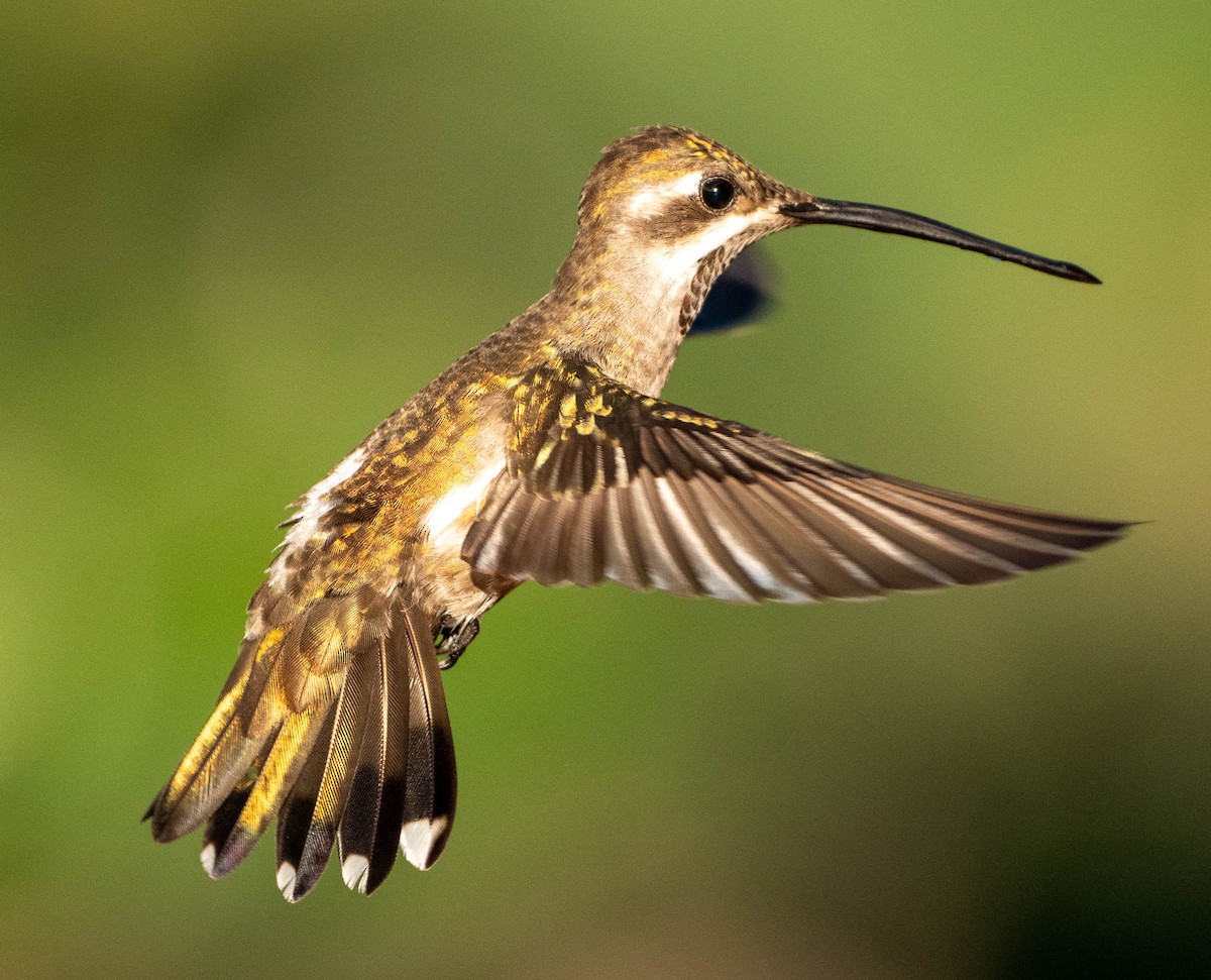 Plain-capped Starthroat - ML651482073