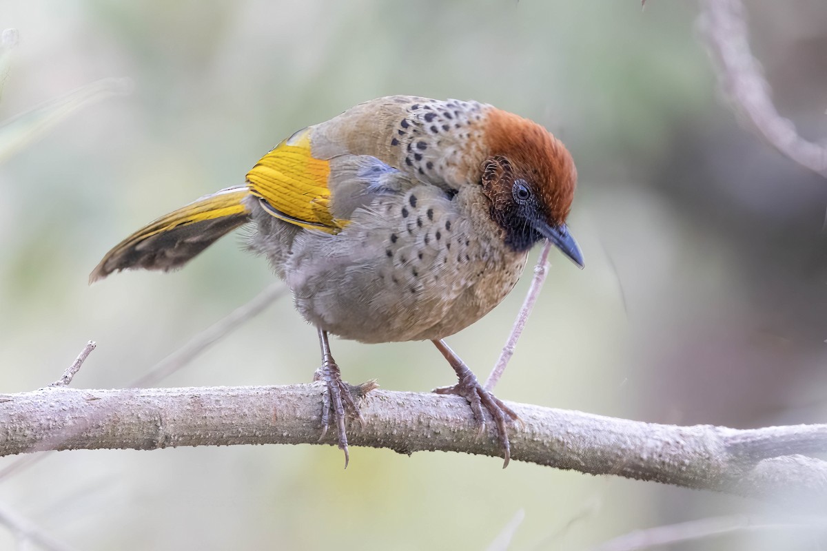 Chestnut-crowned Laughingthrush - ML651482075