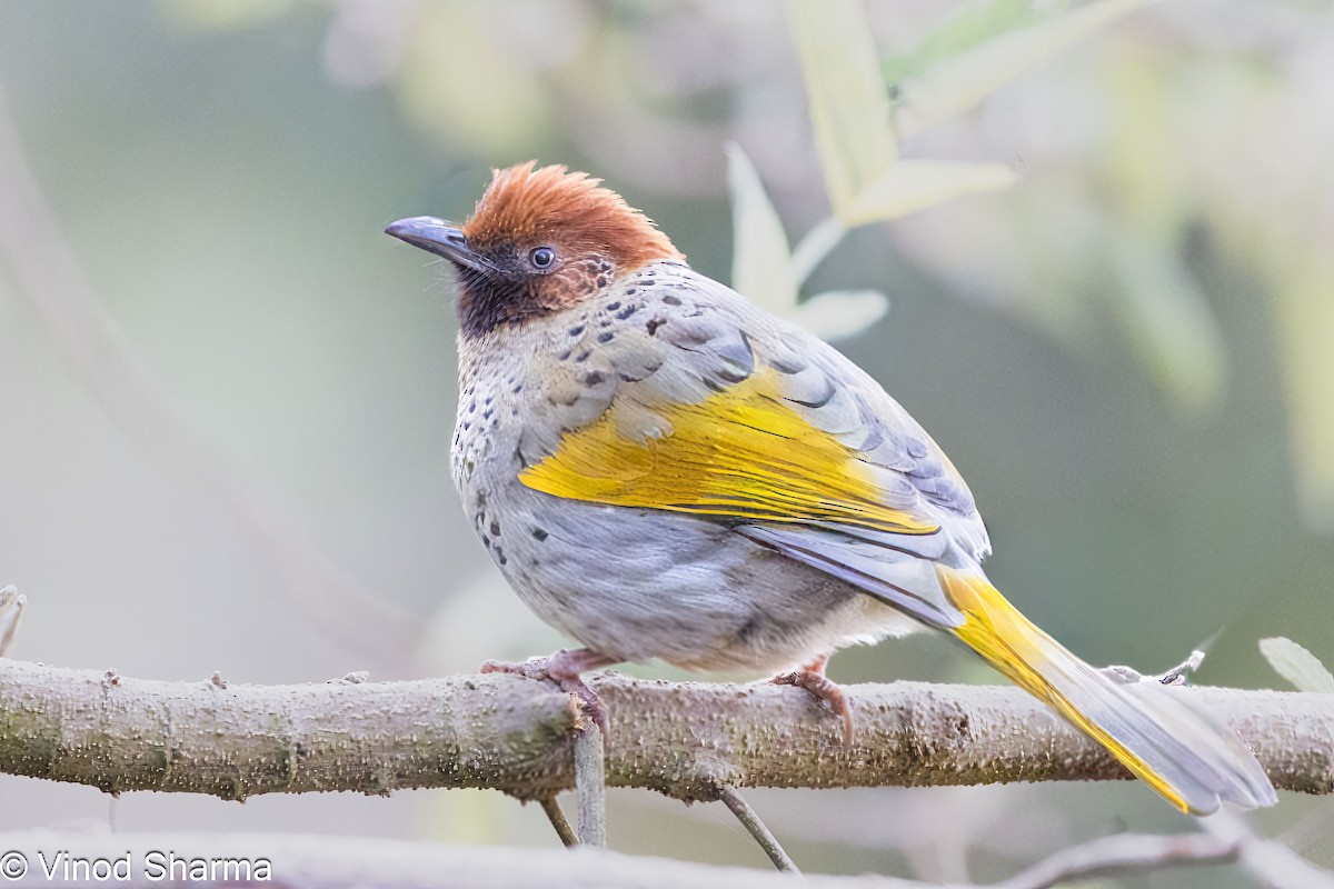 Chestnut-crowned Laughingthrush - ML651482076