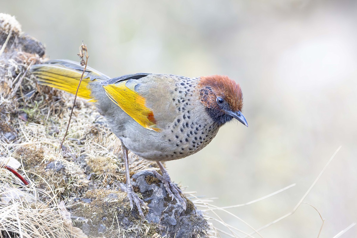 Chestnut-crowned Laughingthrush - ML651482077