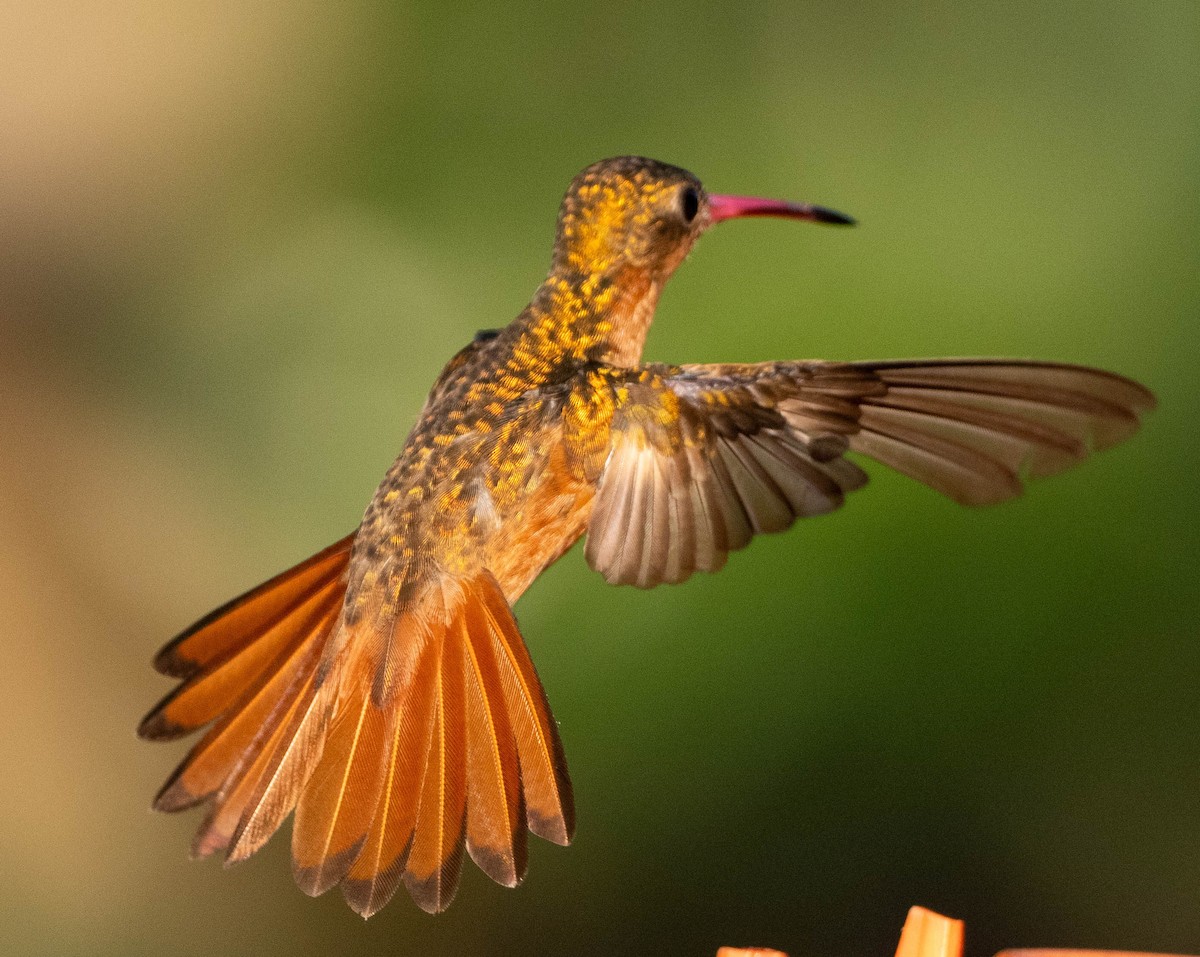 Cinnamon Hummingbird - ML651482095